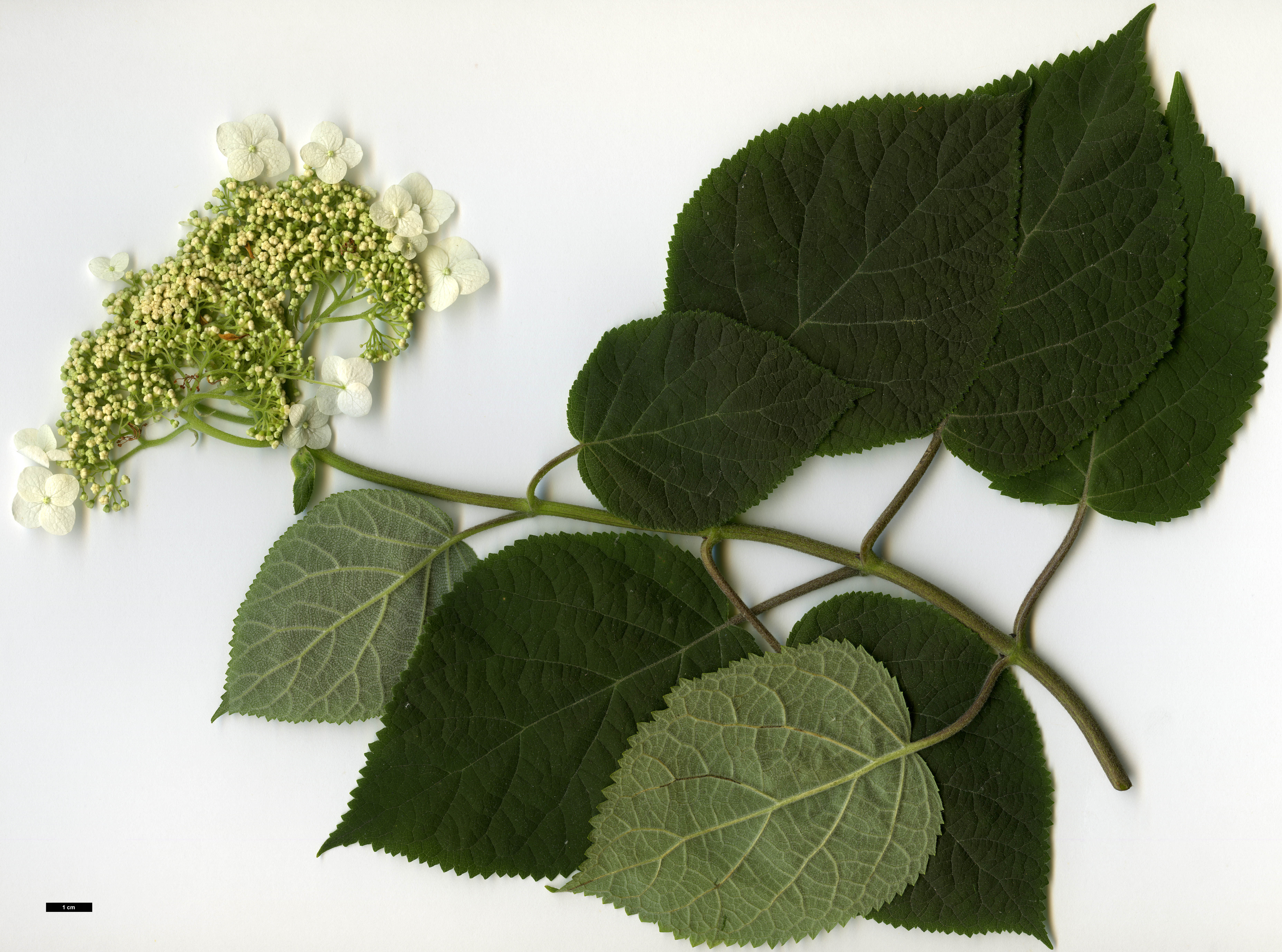 High resolution image: Family: Hydrangeaceae - Genus: Hydrangea - Taxon: arborescens - SpeciesSub: subsp. discolor